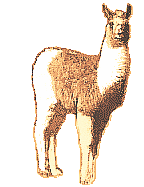 llamas!